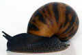 Achatina achatina Ghana F1